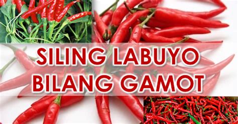 siling lara|The Health Benefits Of Siling Labuyo .